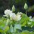 bngoc.huyen7108836