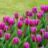 phuong_nguyenthithanh